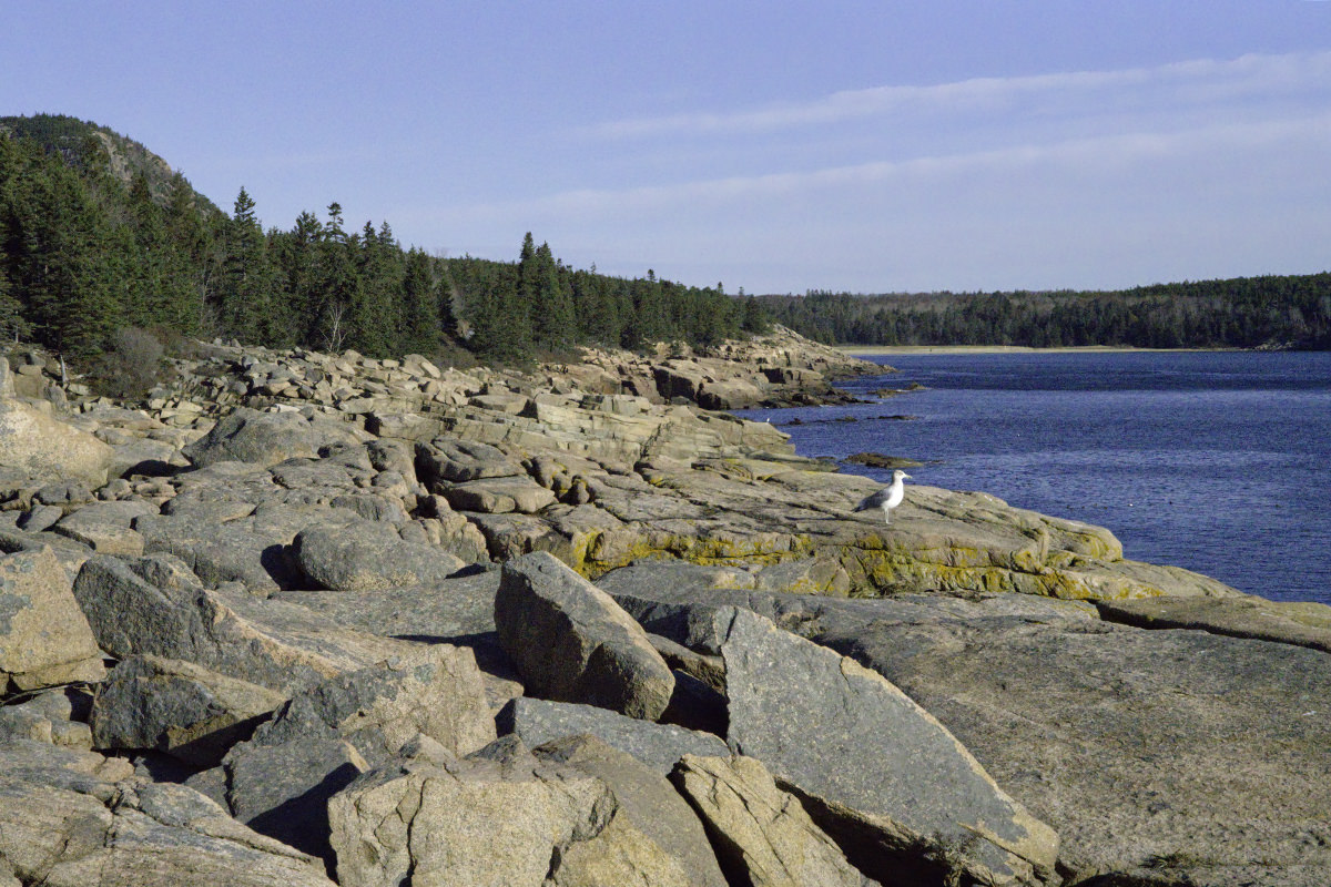 Acadia Coast Trail!