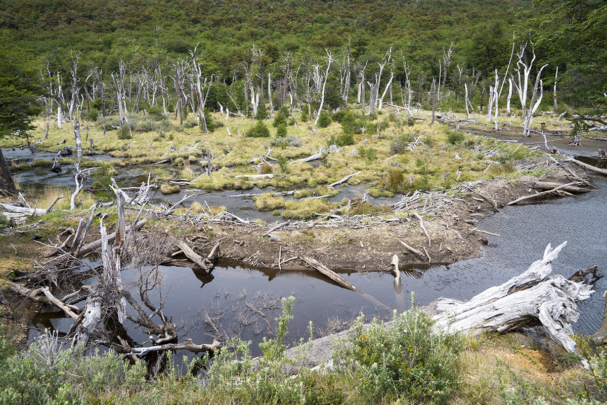 A Beaver Dam!