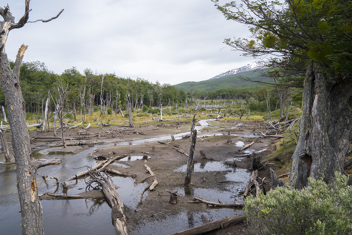 A Beaver Dam!