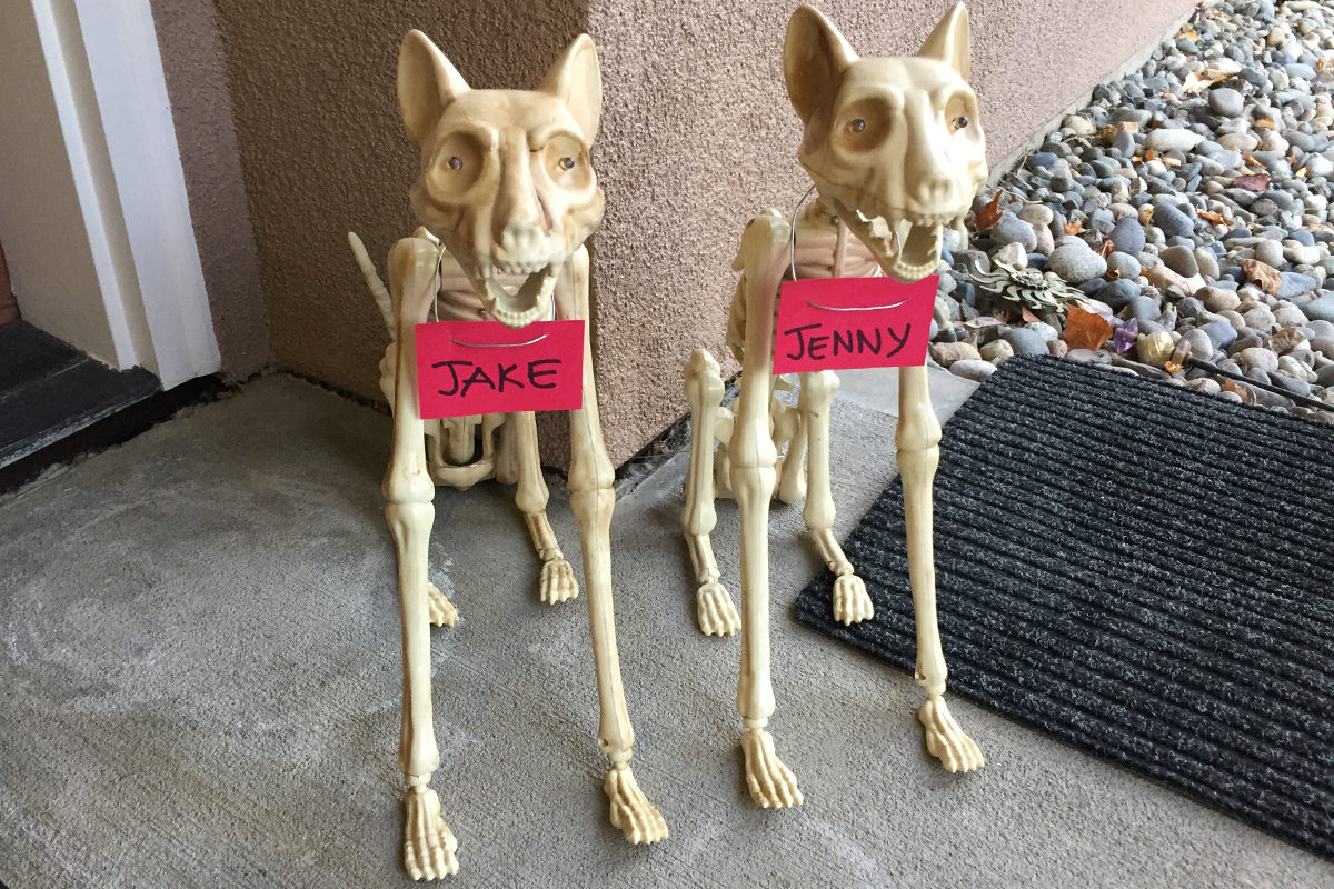 Skeleton Cats