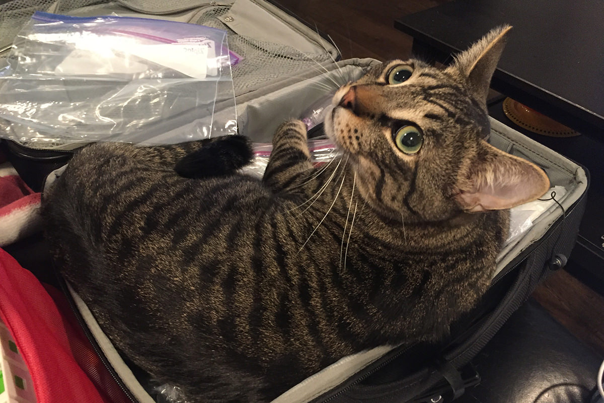 Jake in Suitcase