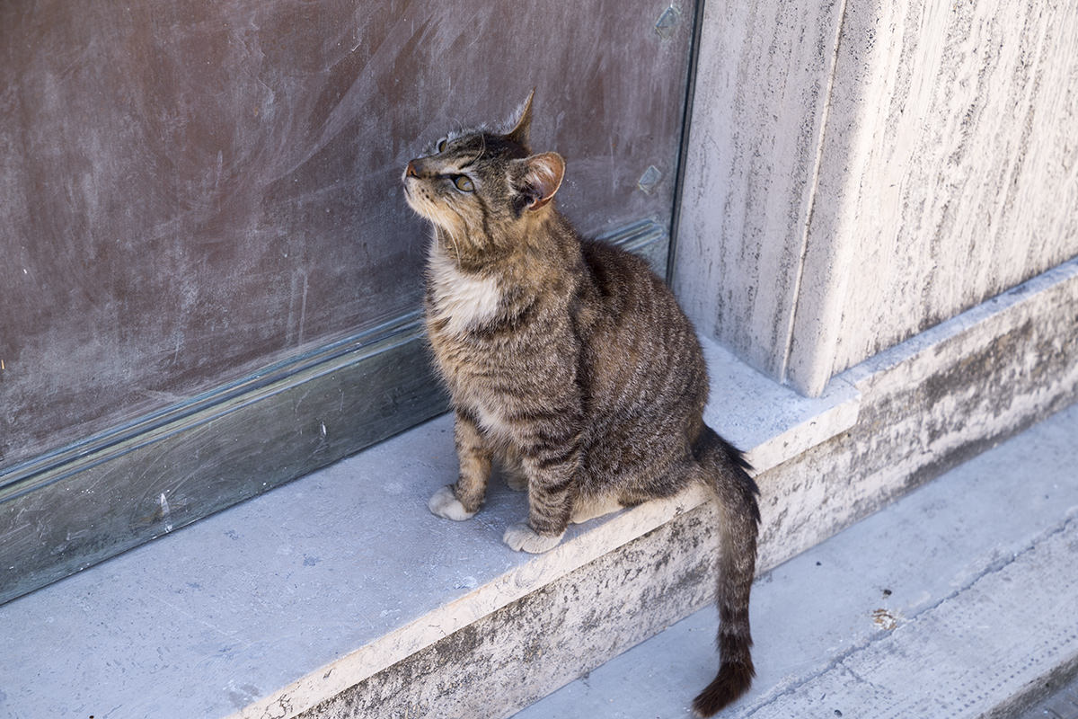 Recoleta Cemetery Cat