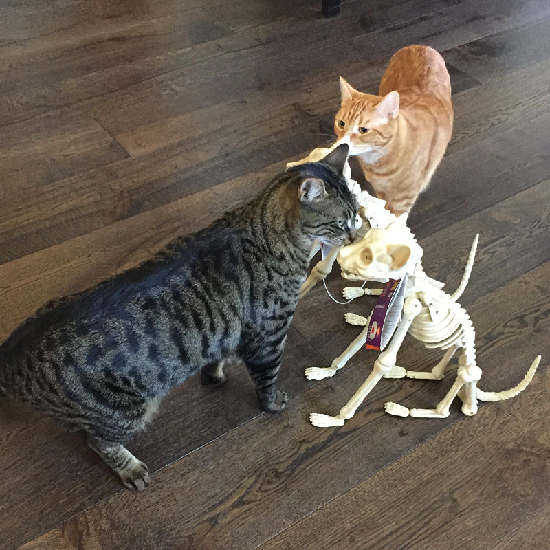 Cats and Skeleton Cats