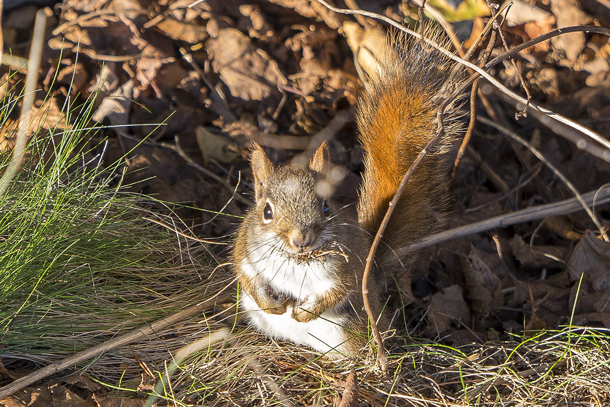 SQUIRREL!!!