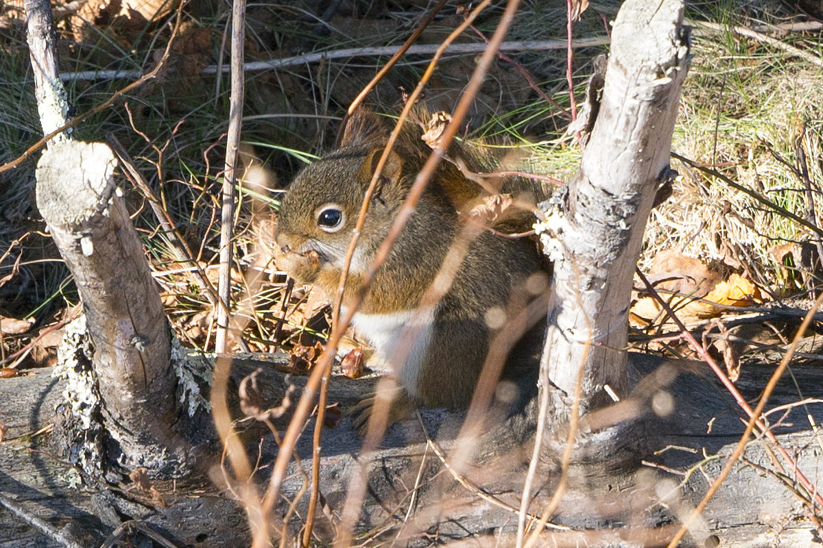 SQUIRREL!!!