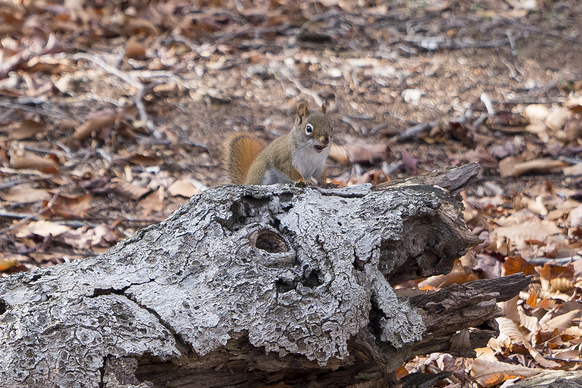 SQUIRREL!!!