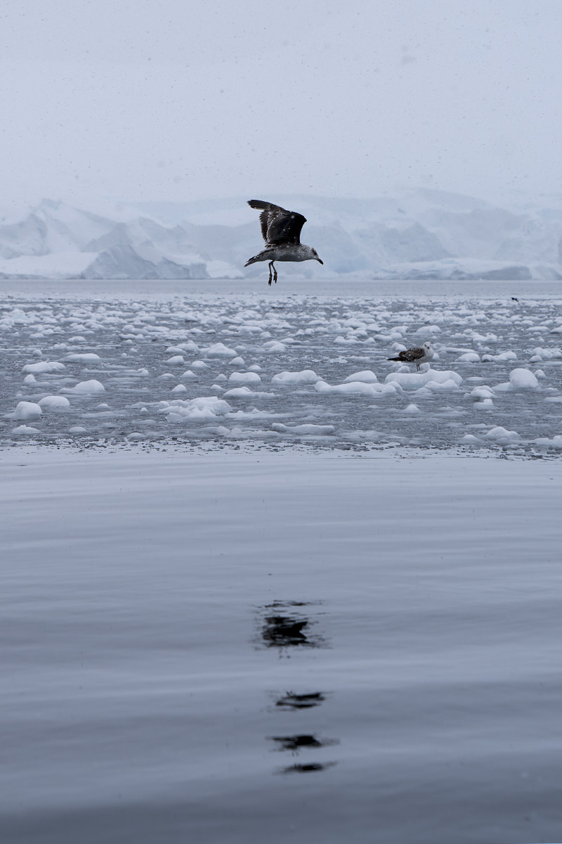 Bancroft Bay Birds