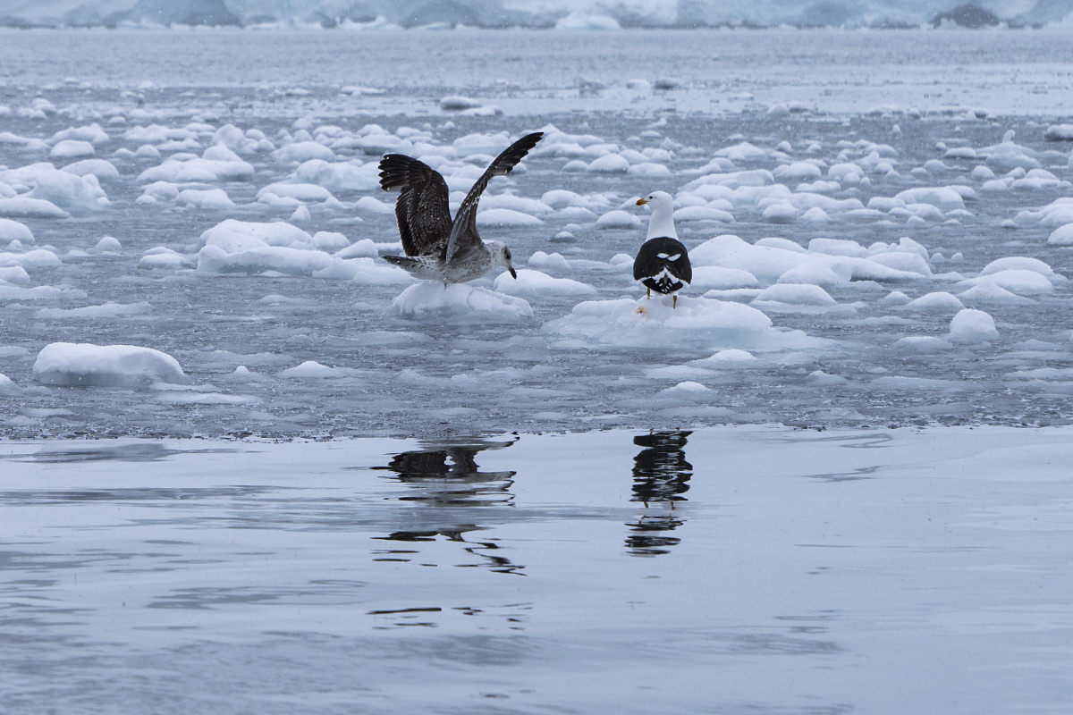 Bancroft Bay Birds