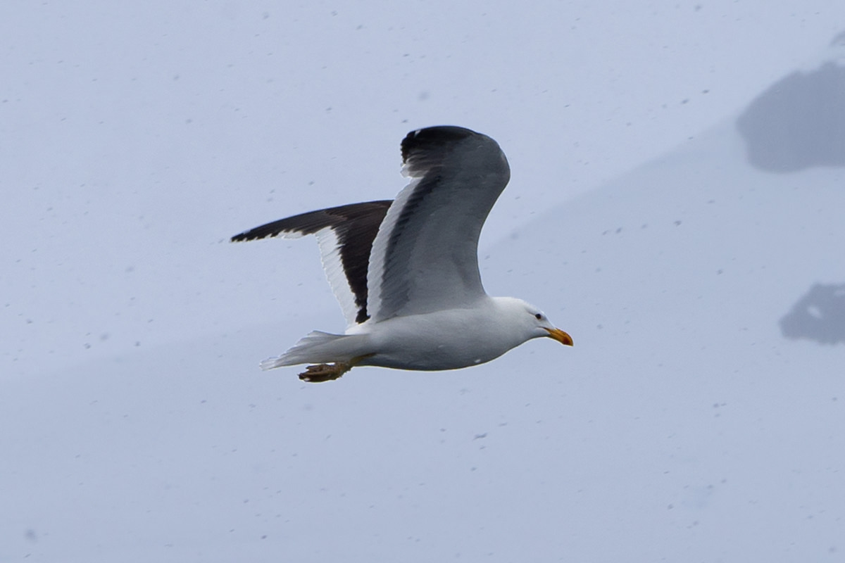 Bancroft Bay Birds