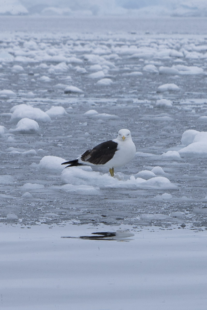 Bancroft Bay Birds