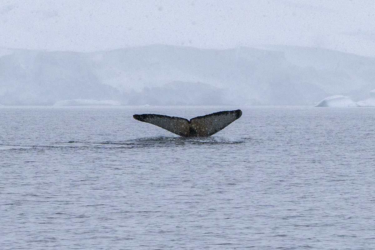 Bancroft Bay Whale