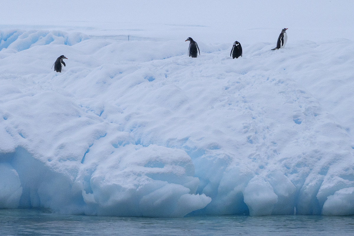 Bancroft Bay Ice