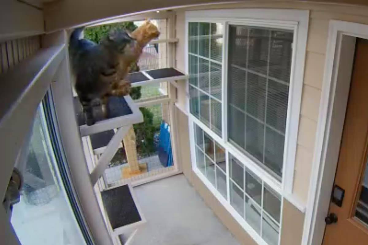 Jake and Jenny Chasing Flies in the Catio