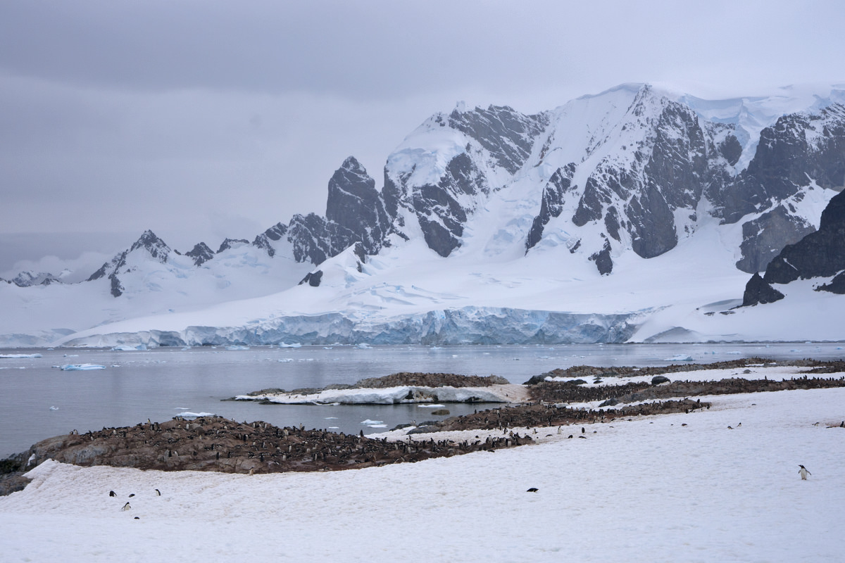 Cuverville Island Gentoo Penguins