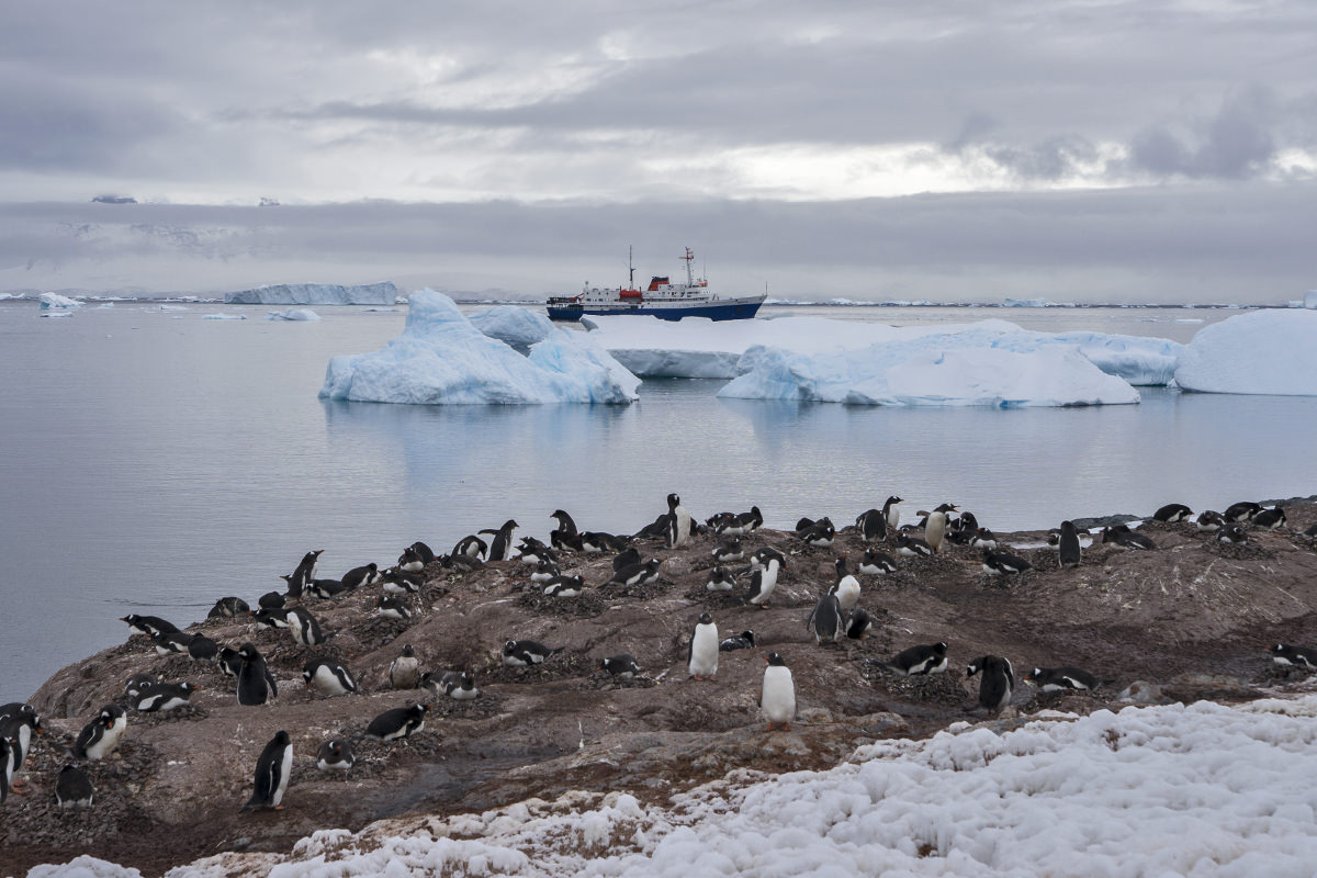 Cuverville Island Gentoo Penguins