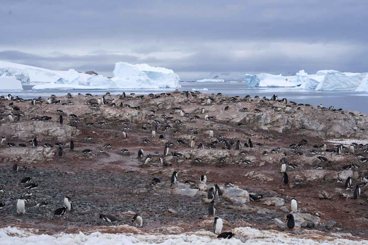 Cuverville Island Gentoo Penguins