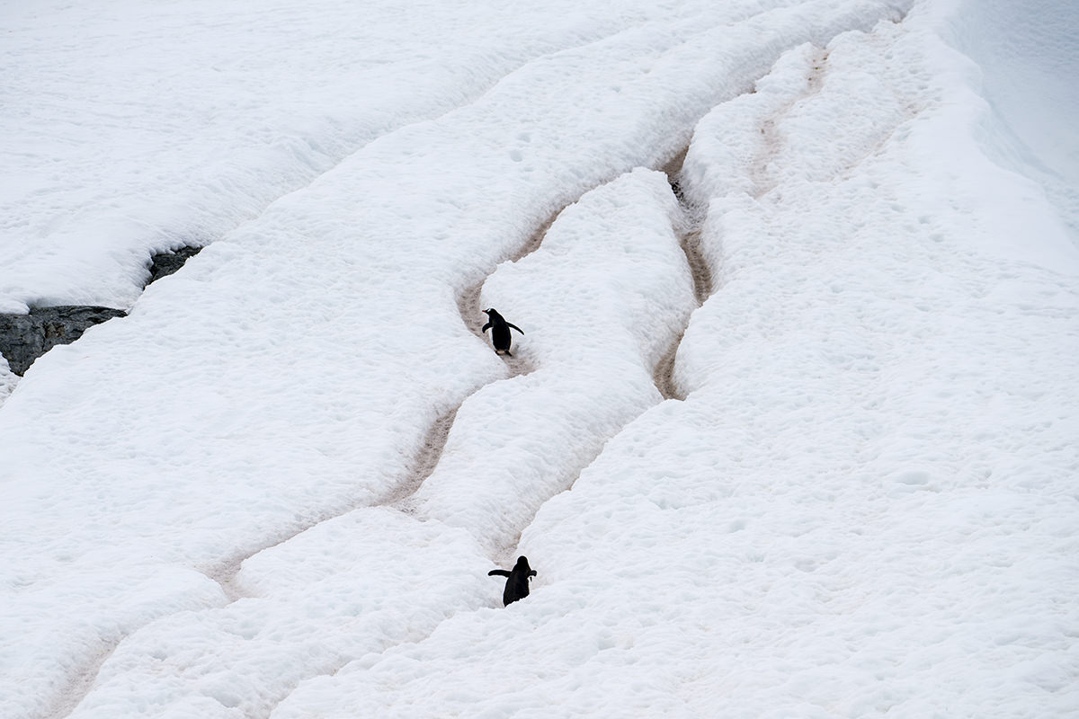 Cuverville Island Gentoo Penguin Highway