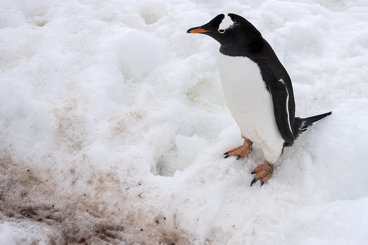 Cuverville Island Gentoo Penguin Highway