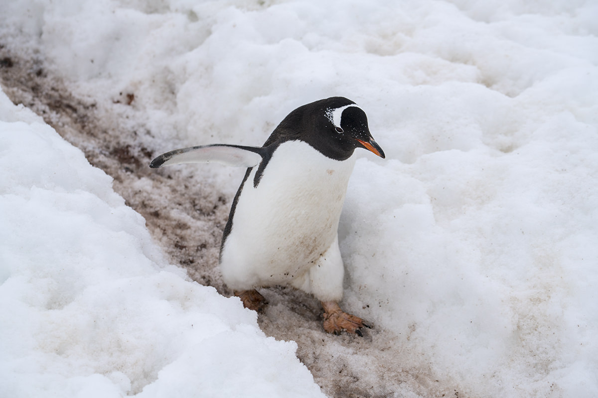 Cuverville Island Gentoo Penguin Highway