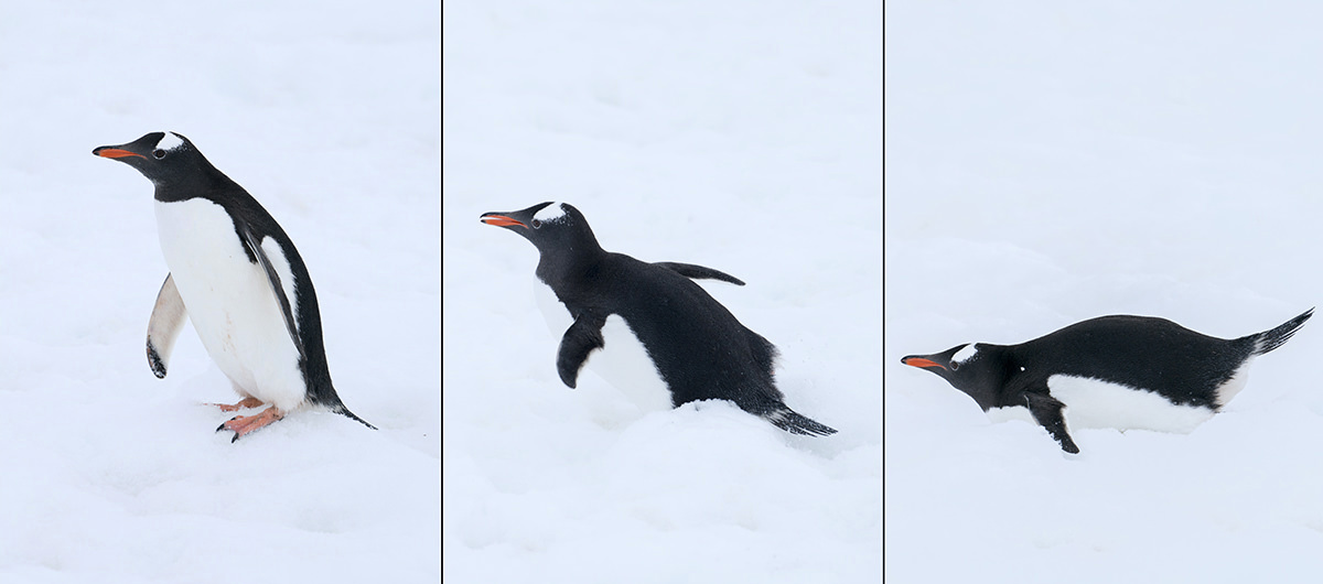 Cuverville Island Gentoo Penguin Fall