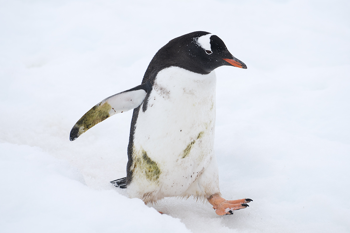 Cuverville Island Gentoo Penguin Bath