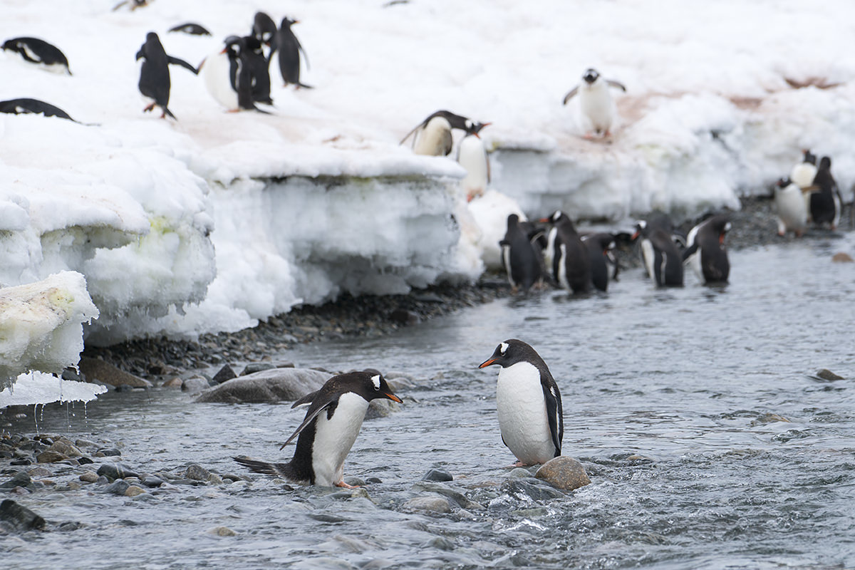 Cuverville Island Gentoo Penguin Bath