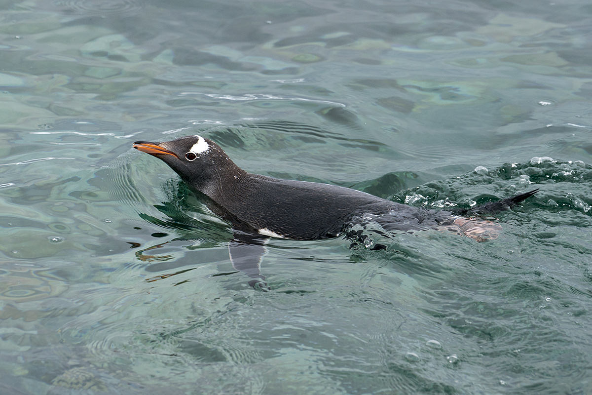 Cuverville Island Gentoo Penguin Bath