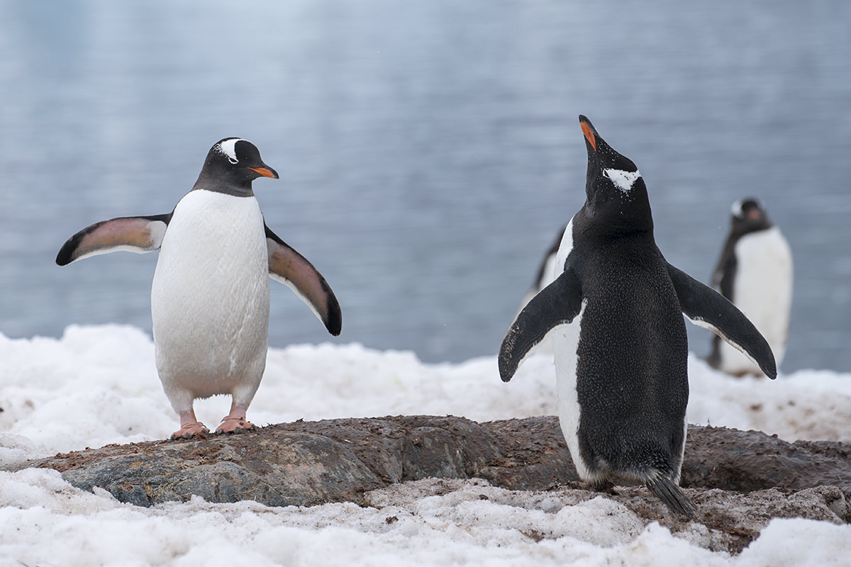 Cuverville Island Gentoo Penguin Bath