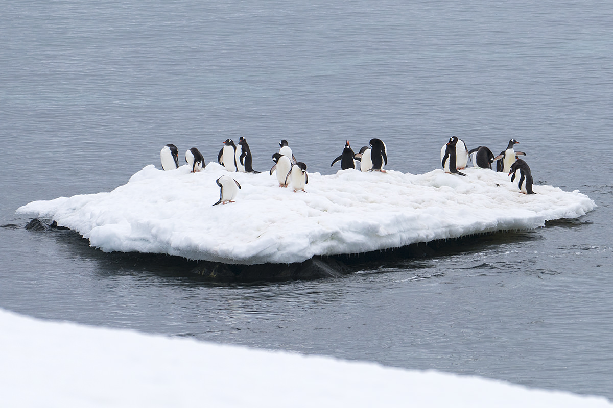 Cuverville Island Gentoo Penguin Iceberg