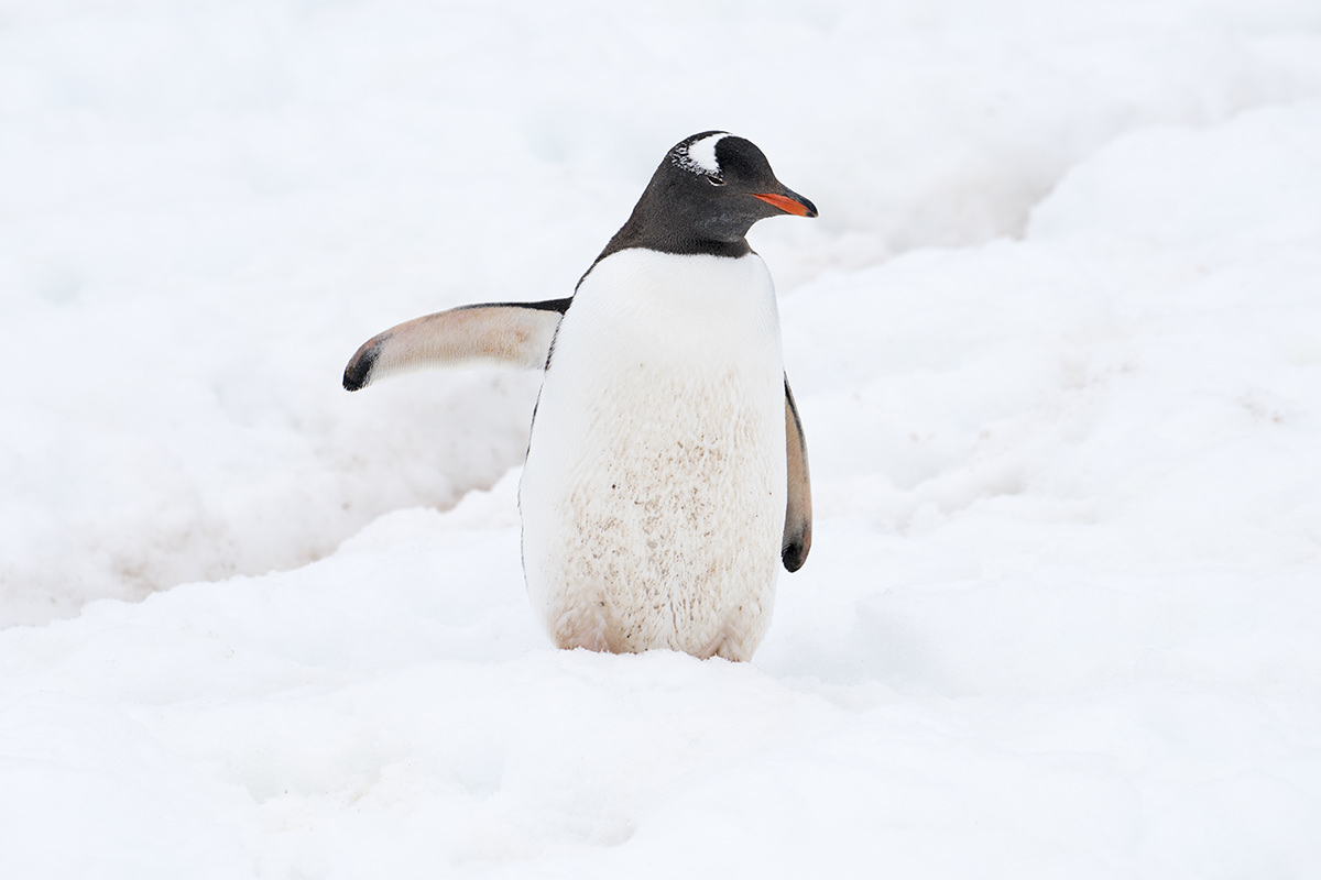 Cuverville Island Gentoo Penguin Traffic Cop