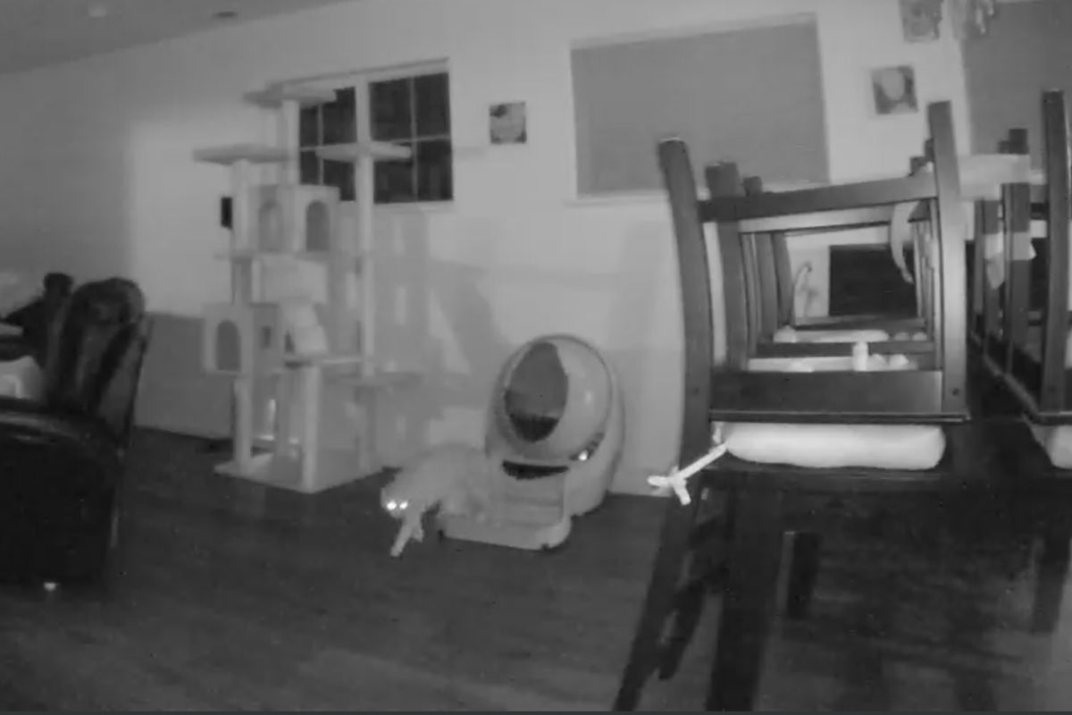 Jenny declines to use the Litter-Robot