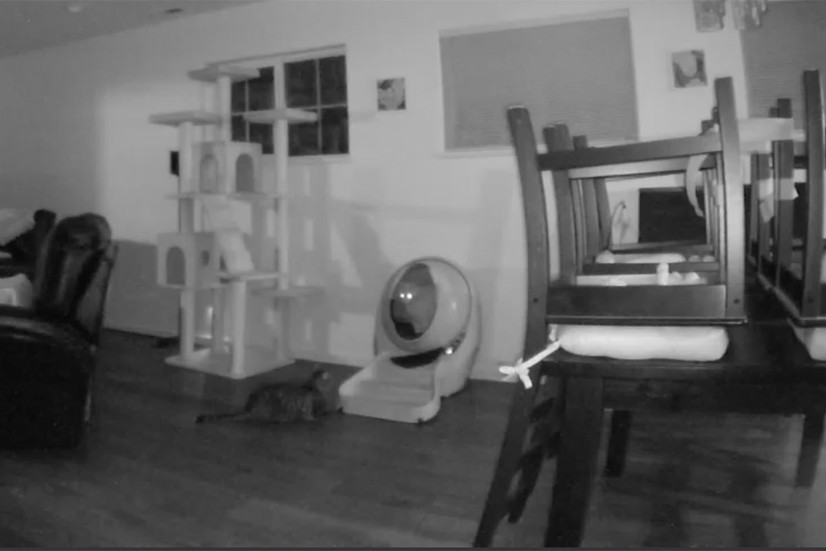 Jenny waiting for the Litter-Robot