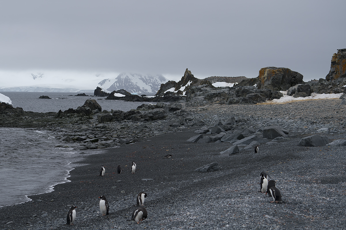 Half Moon Island Antarctica