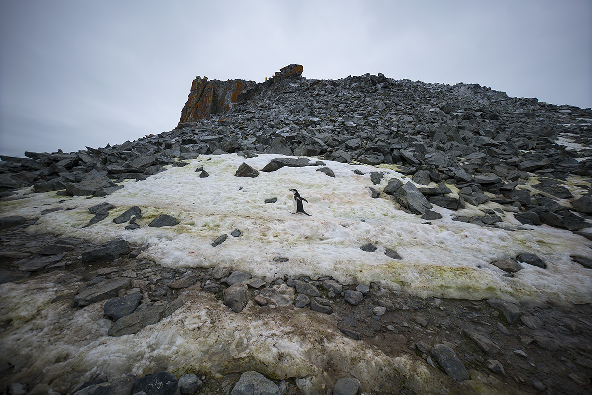 Half Moon Island Antarctica