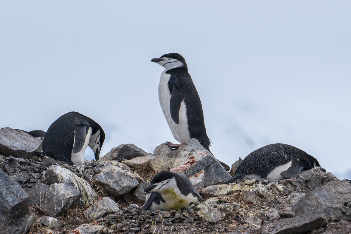 Half Moon Island Antarctica