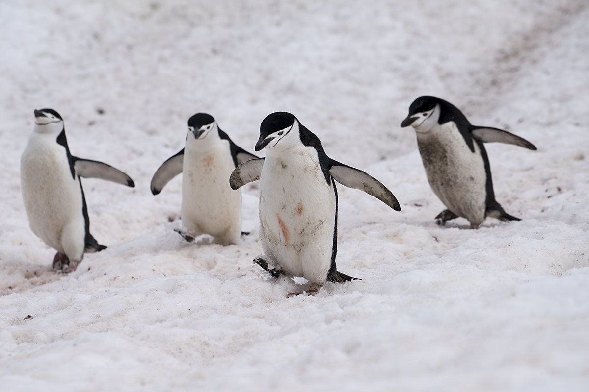 Half Moon Island Antarctica