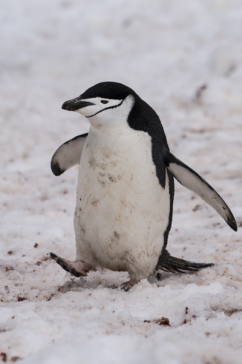 Half Moon Island Antarctica