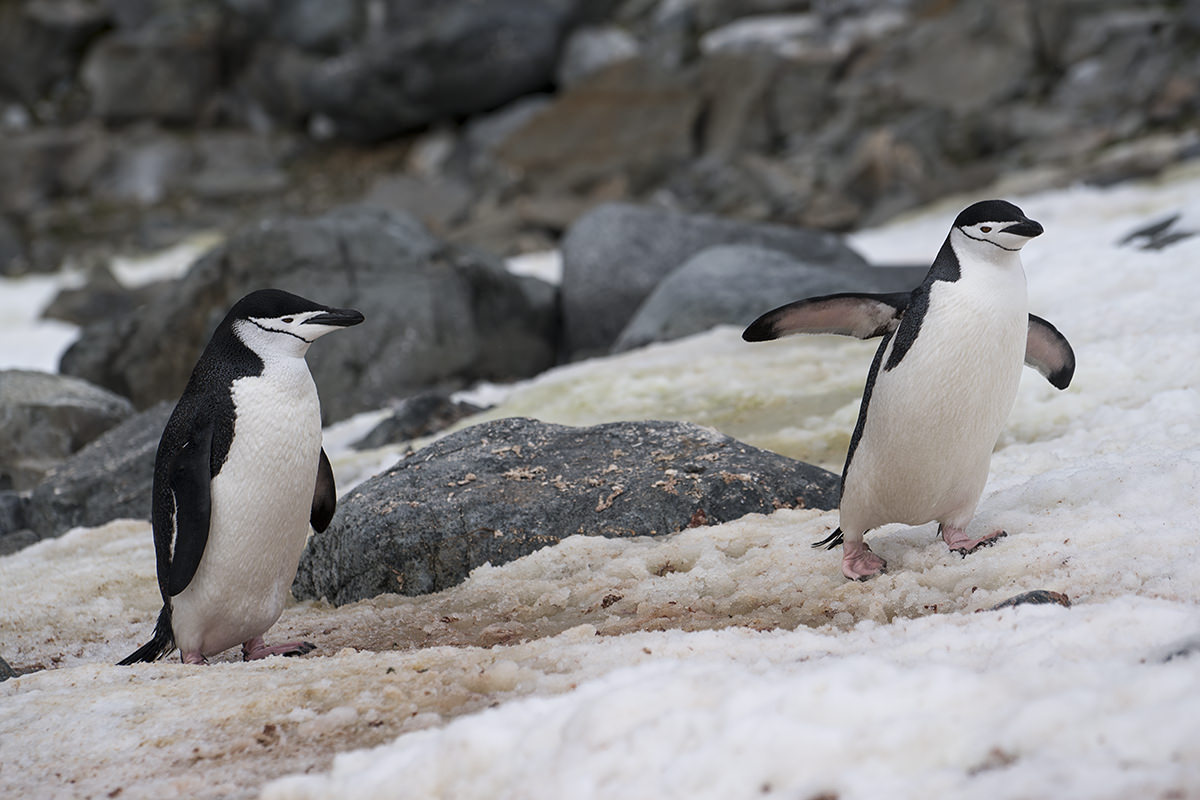 Half Moon Island Antarctica