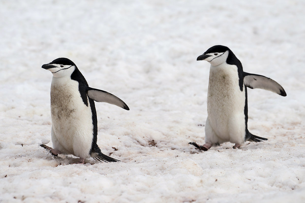 Half Moon Island Antarctica