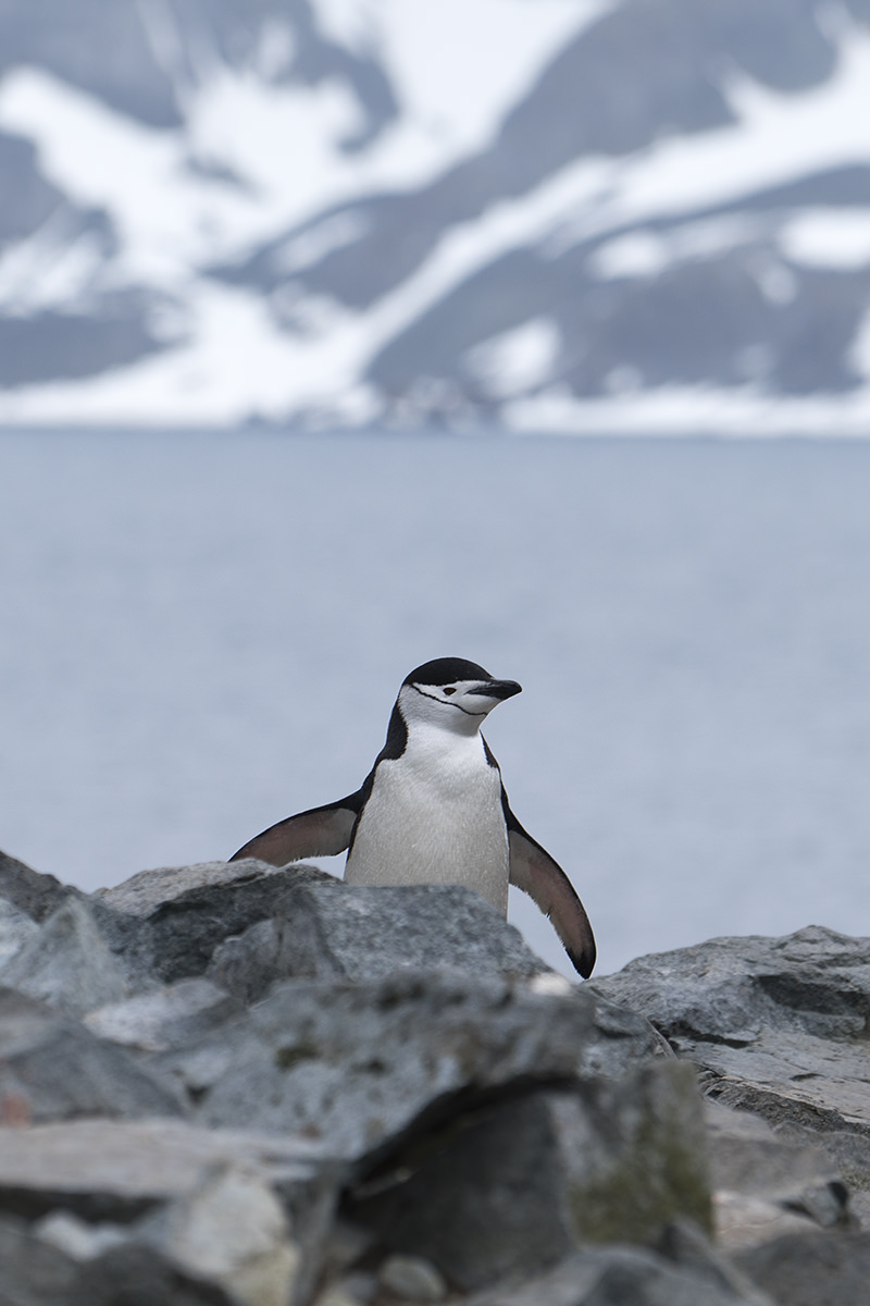 Half Moon Island Antarctica