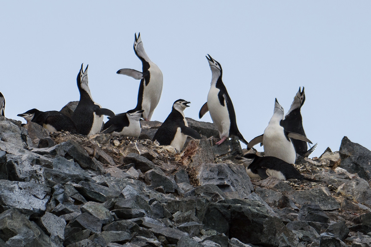 Half Moon Island Antarctica