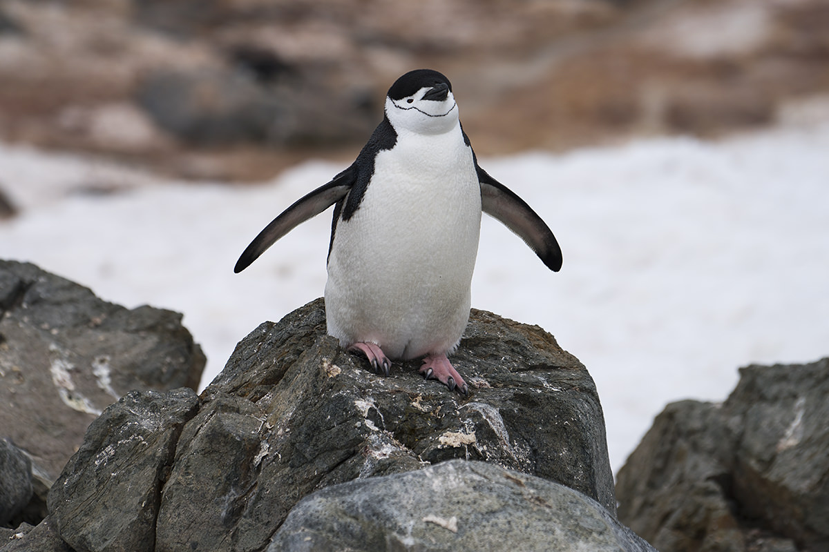 Half Moon Island Antarctica