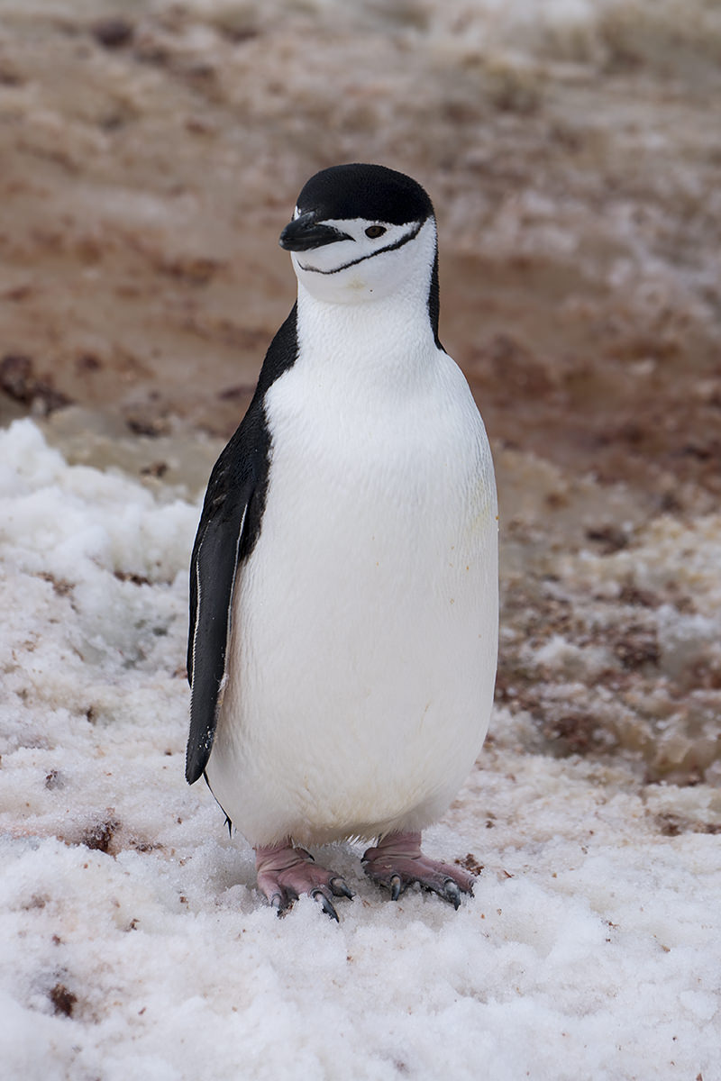 Half Moon Island Antarctica