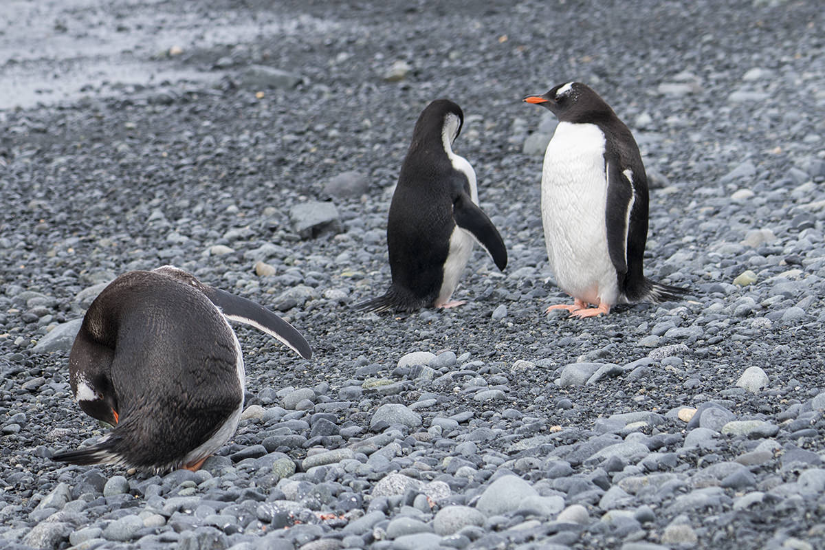 Half Moon Island Antarctica