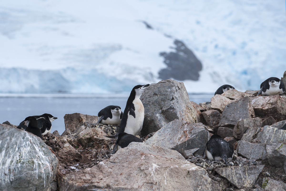 Half Moon Island Antarctica