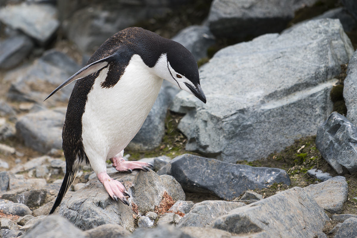 Half Moon Island Antarctica