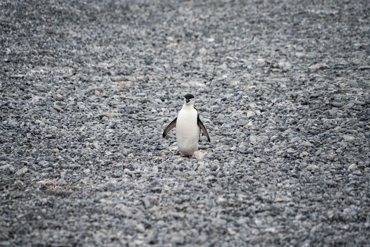 Half Moon Island Antarctica