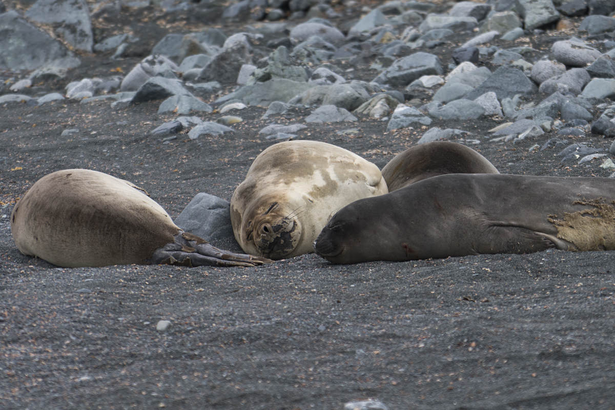 Half Moon Island Antarctica