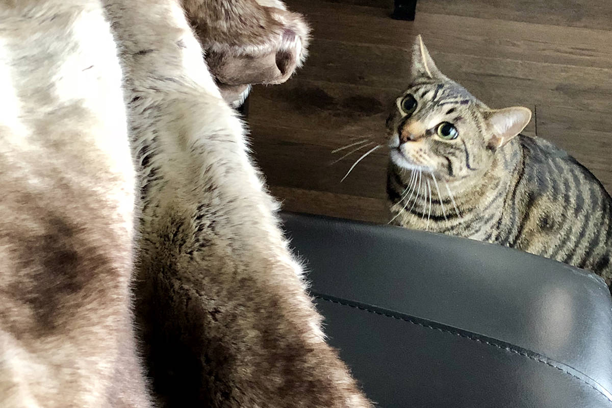 My Cats and the Blanket Monster