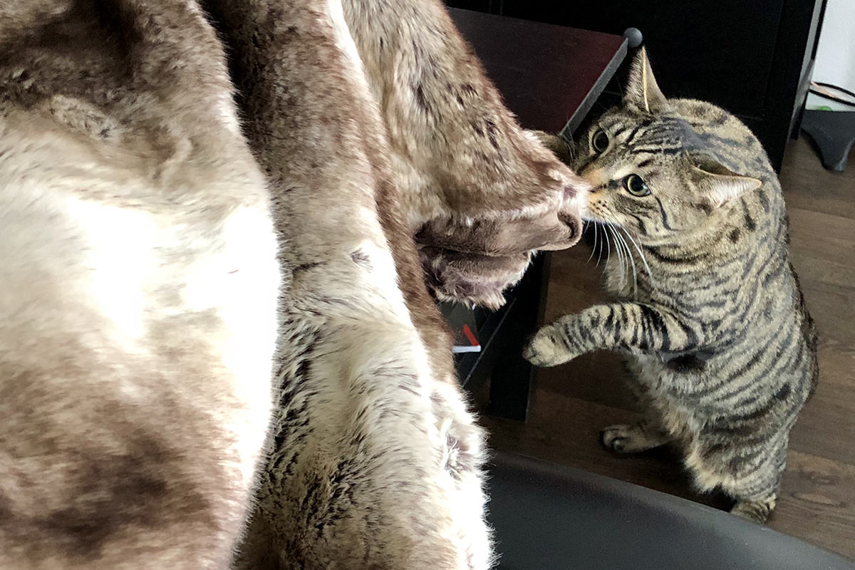 My Cats and the Blanket Monster